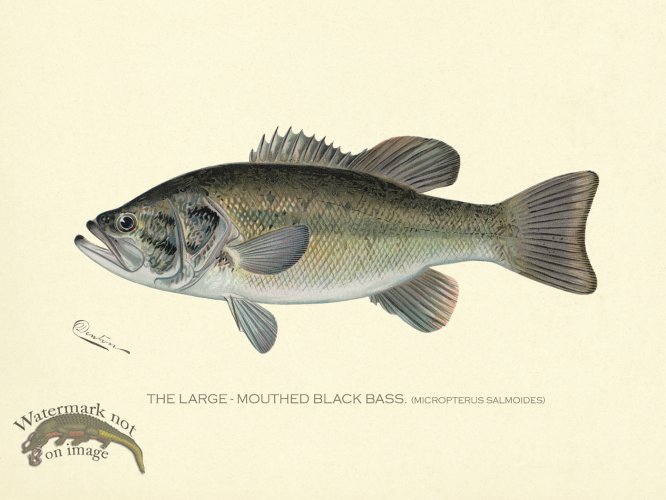 (image for) Bass_Large_Mouth