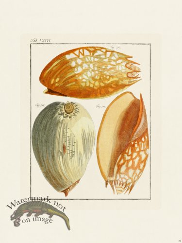 (image for) Martini Shells 032