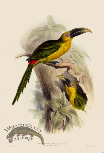 (image for) Saffron colured Aracari