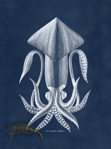 (image for) Octopus Blue 36