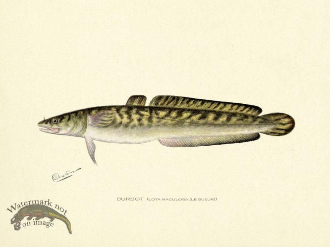 (image for) Burbot