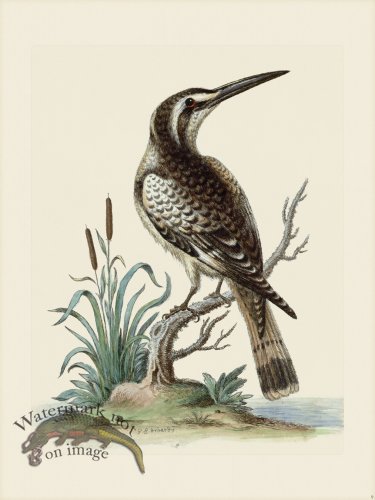 (image for) Edwards 009 Black and White Kingfisher