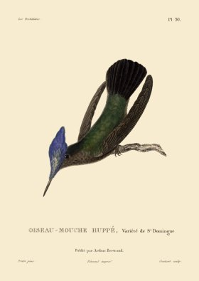 Humming Bird 50