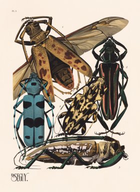 Seguy Bug 03