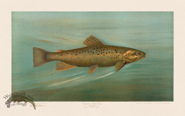 (image for) Brown Trout