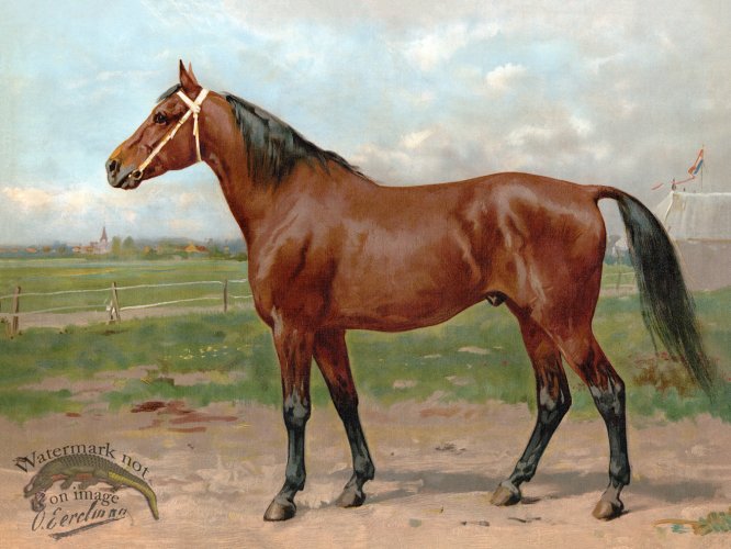 American Race Horse by Eerelman