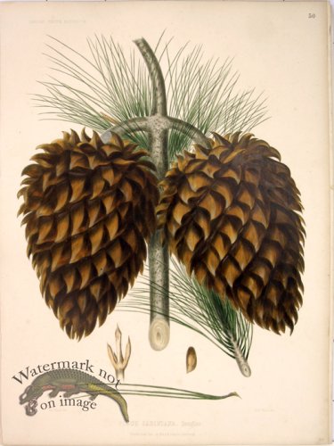 Lawson Pine Cone 02