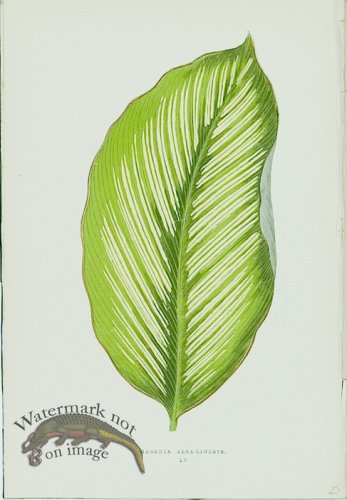 (image for) Lowes Leaves 16