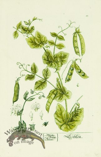 (image for) Blackwell German 233