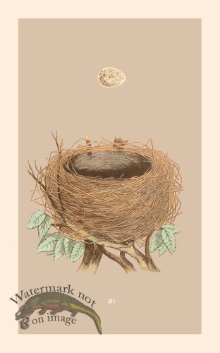 (image for) Morris Nest 11