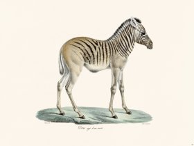 Cuvier 067 Daw Age Dunmois