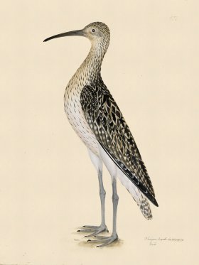 CURLEW . PL 207