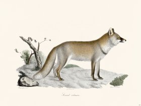 Cuvier 167 Ordinary Fox