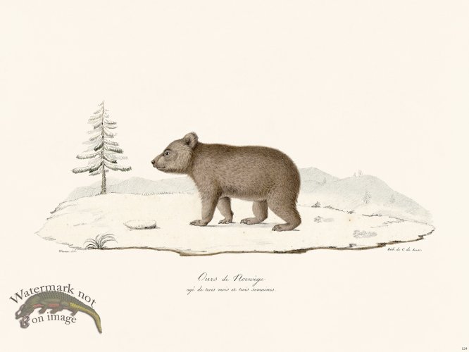 (image for) Cuvier 124 Bear Cub of Norway