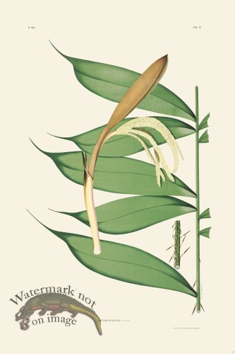 (image for) Rodrigues Palm Front 040