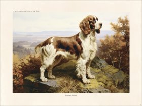 CFA Dog Britany Spaniel 04