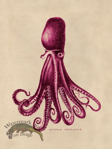 (image for) Octopus Pink 14