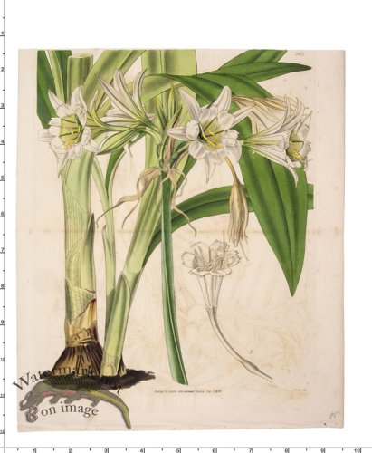 (image for) Curtis Botanical 031