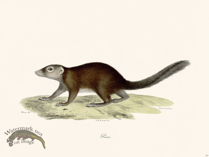 (image for) Cuvier 224 Press