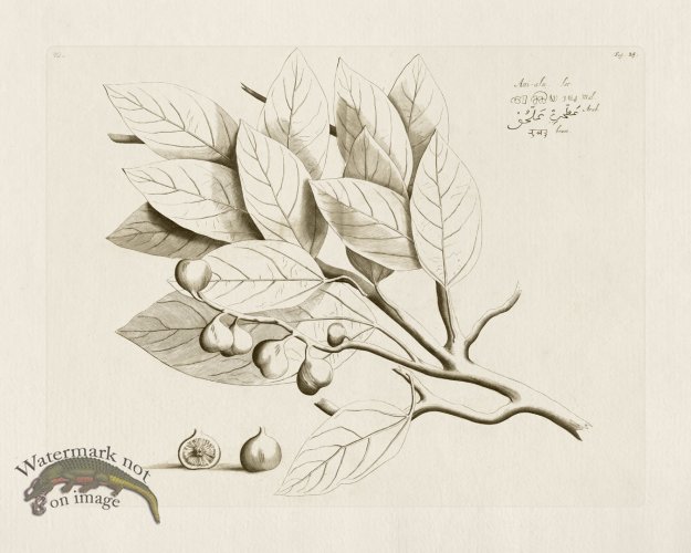 (image for) HORTUS VOL 01 25