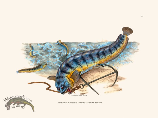 (image for) 004 Striped Sea, Wolf