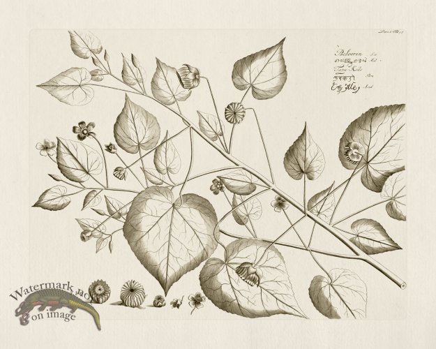 (image for) HORTUS VOl 06 45