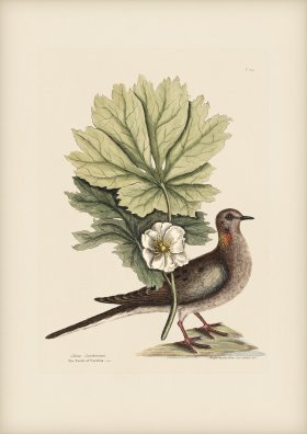 024 Turtle of Carolina