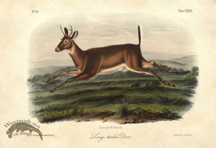 (image for) Long-tailed Deer