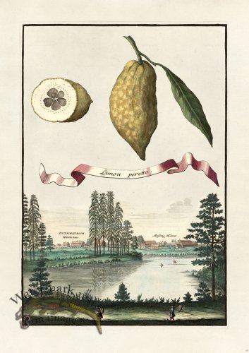 (image for) Volckamer 060