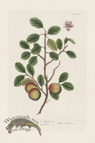 (image for) BEE 178 The Wilding