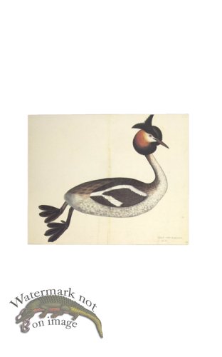 (image for) GREAT CRESTED GREBE . PL 34