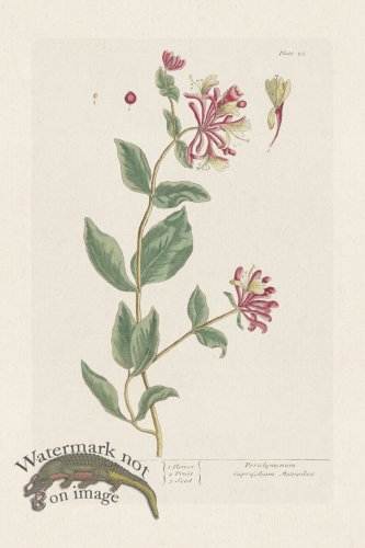 (image for) BEE 025 Honey Suckle