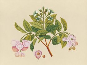 Far East Fruit and Flowers 06