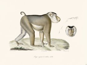 Cuvier 325 Adult Pigtail Monkey