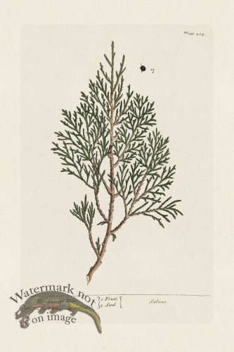 (image for) BEE 214 The Savine Tree