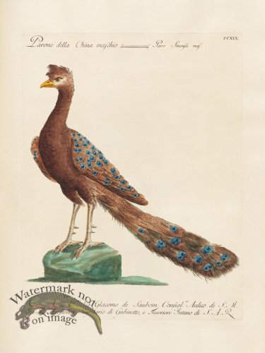 (image for) Manetti 219