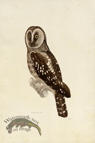 (image for) KO 04 Tengmalms Owl