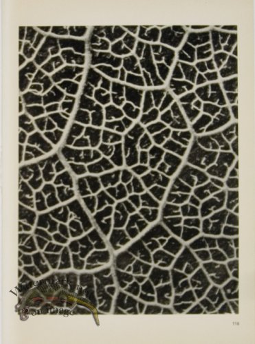 (image for) Blossfeldt T 116