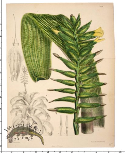 (image for) Curtis Botanical 005