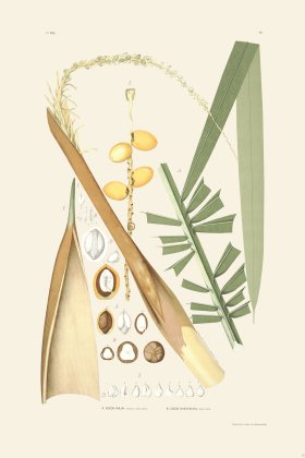 Rodrigues Palm Front 036