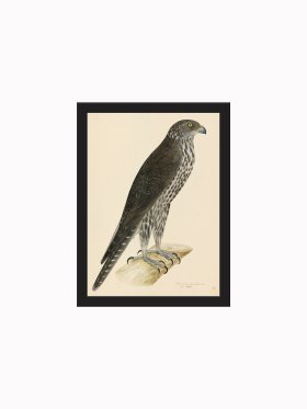 Rudbeck CFA_BF 13 GYR FALCON