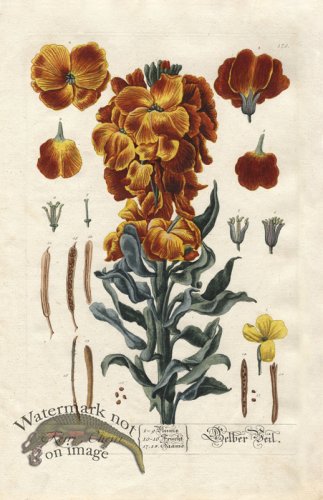 (image for) Blackwell GE 179