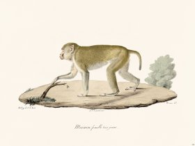 Cuvier 338 Maimon Female