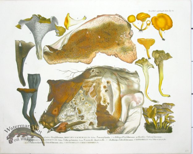Mushroom Atlas 23