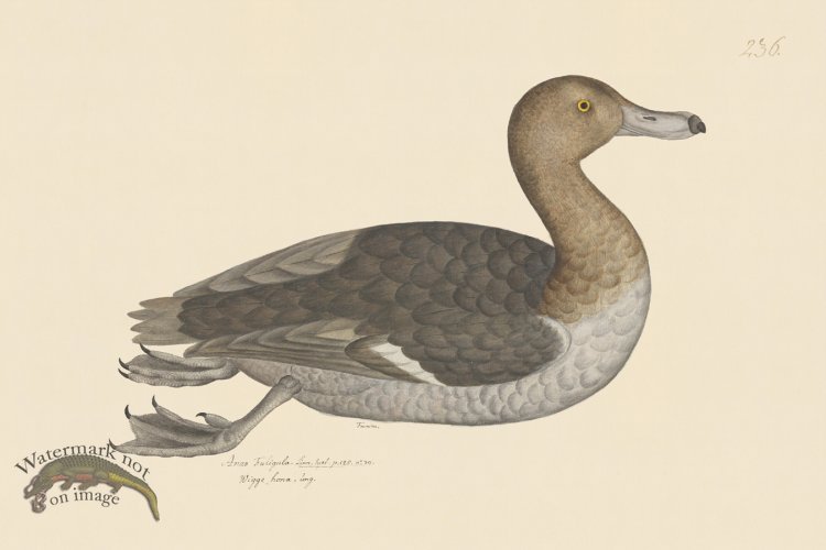 (image for) Rudbeck CFA 236 Tufted Duck