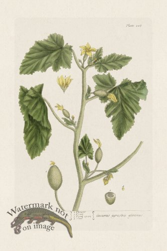 (image for) BEE 108 Wild Cucumber