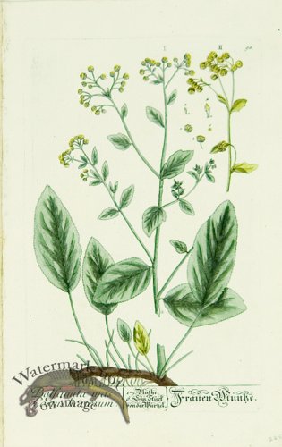 (image for) Blackwell German 097