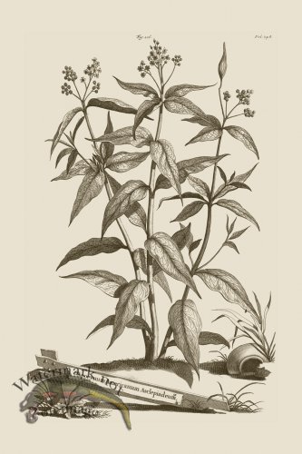 (image for) Abraham Munting 106