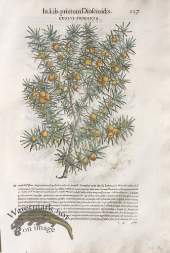 (image for) WB Botanicals 20