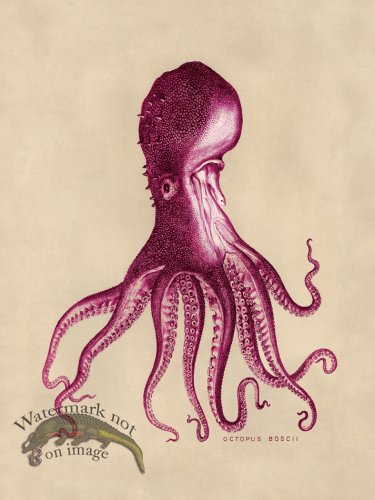 (image for) Octopus Pink 16